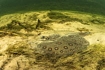 River stingray (Potamotrygon sp.) resting on riverbed, camouflaged and covered in sand, Paraguay River, Pantanal, Brazil.