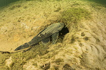 Armored catfish (Loricariidae) on riverbed, Paraguay River, Pantanal, Brazil.