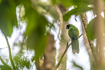 Masked shining-parrot (Prosopeia personata) perched on branch in rainforest, Colo-i-Suva Rainforest Park, Viti Levu, Fiji.