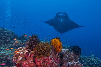 Reef manta ray (Mobula alfredi) melanistic, with a large shark bite on its fin, arriving at a coral reef cleaning station, Wakaya Marine Reserve, Wakaya Island, Lomaiviti Group, Fiji, Pacific Ocean. E...