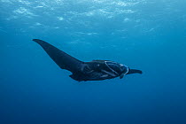 Reef manta ray (Mobula alfredi) melanistic, with a large shark bite on its fin, swimming in open water, Wakaya Island, Lomaiviti Group, Fiji, Pacific Ocean. Endangered.
