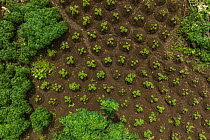 Aerial view of Peanut (Arachis hypogaea) plants on a farm near the Koarare Community, Kolombangara Island, Western Province, Solomon Islands. July, 2023.