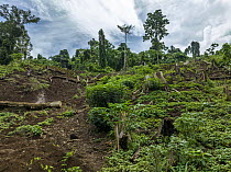 Felled trees at the edges of a local farm a community. As the community is expanding the farm, the trees are cut down to make way for growing vegetables. Kolombangara island, Western Province, Solomon...