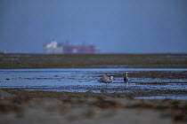 Two White-faced herons (Egretta novaehollandiae) foraging on the foreshore at low tide with a large continer ship passing by in the distance, Suva, Central Division, Fiji, Pacific Ocean.