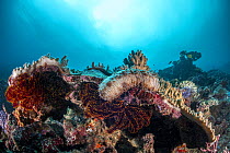 Graeffe's sea cucumber (Pearsonothuria graeffei) on a coral bommie near 'Shark Point', Munda, Western Province, New Georgia, Solomon Islands, Pacific Ocean.