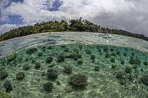 Split level view of a coral nursery in shallow water run by Reef Explorer Fiji, a local NGO, near Votualalai, Coral Coast, Viti Levu, Fiji, Pacific Ocean. September, 2023.