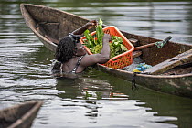 A local woman harvesting Sea grapes (Caulerpa lentillifera), a commonly consumed local food, in about 2m depth at a rivermouth near Munda. New Georgia, Western Province, Solomon Islands. July, 2023.