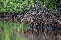 Red mangrove (Rhizophora mangle) prop roots fringing a river, near Munda, New Georgia, Western Province, Solomon Islands.