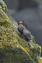 Crested auklets (Aethia cristatella) pair interacting while perched on lichen-covered rocks, St. Paul, Pribilof Islands, Alaska, USA. July.