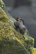 Crested auklets (Aethia cristatella) pair interacting while perched on lichen-covered rocks, St. Paul, Pribilof Islands, Alaska, USA. July.