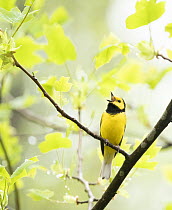 Hooded warbler (Wilsonia citrina) male, perched on branch singing in spring, Ohio, USA. April.