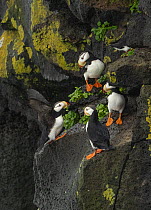Group of Horned puffins (Fratercula corniculata) perched on cliff face, St. Paul, Pribilof Islands, Alaska, USA. August.