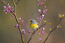 Northern parula (Parula americana) male in breeding plumage, perched on flowering Eastern redbud (Cercis canadensis) in spring, Ohio, USA. April.