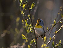 Northern parula (Parula americana) male in breeding plumage, perched on branch singing in spring, Ohio, USA. April.