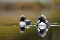 Pacific loons (Gavia pacifica) pair in breeding plumage, on water, Anchorage, Alaska, USA. May.