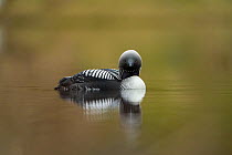 Pacific loon (Gavia pacifica) in breeding plumage, on water with reflection, Anchorage, Alaska, USA. May.
