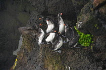 Group of Parakeet auklets (Aethia psittacula) perched on rock ledge, competing for space to roost, St. Paul, Pribilof Islands, Alaska, USA. July.