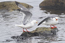 Two Red-legged kittiwakes (Rissa brevirostris) in breeding plumage, perched on a rock in water, one calling and raising wings aggressively at the other, St. Paul, Pribilof Islands, Alaska, USA. August...