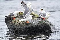Group of Red-legged kittiwakes (Rissa brevirostris) adults in breeding plumage, perched on a rock in water, two calling aggressively as an immature Kittiwake lands between them, St. Paul, Pribilof Isl...