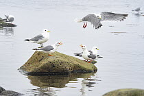 Group of Red-legged kittiwakes (Rissa brevirostris) perched on a rock along the shore, two calling as another flies overhead, with a Black-legged kittiwake (Rissa tridactyla) perched behind, St. Paul,...