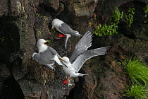 Red-legged kittiwakes (Rissa brevirostris) pair defending their nest from an intruder, with parent mantling over chick for protection, St. Paul, Pribilof Islands, Alaska, USA. August.
