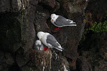 Red-legged kittiwakes (Rissa brevirostris) pair with chick at nest on narrow cliff ledge, one adult is preening the chick while the other is calling, St. Paul, Pribilof Islands, Alaska, USA. July.