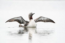 Red-throated loon (Gavia stellata) flapping its wings on water, Anchorage, Alaska, USA. May.