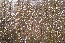 Snow buntings (Plectrophenax nivalis) large flock in flight with American beech (Fagus grandifolia) saplings behind, Vermont, USA. January.