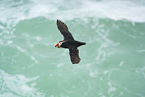 Tufted puffin (Fratercula cirrhata) in breeding plumage, in flight over water carrying fish in beak to feed young, St. Paul, Pribilof  Islands, Alaska, USA. August.