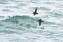 Two Tufted puffins (Fratercula cirrhata) in flight over water with flock of Common murres (Uria aalge) swimming in the background, Pribilof Islands, Alaska, USA. August.