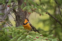 Varied thrush (Ixoreus naevius) male, perched on Spruce (Picea sp.) branch with pink cone buds, singing, Eagle River, Alaska, USA. May.