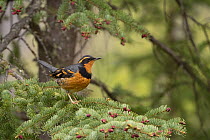 Varied thrush (Ixoreus naevius) male, perched on Spruce (Picea sp.) branch with pink cone buds, Eagle River, Alaska, USA. May.