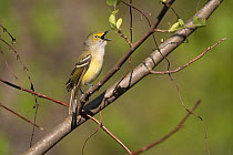 White-eyed vireo (Vireo griseus) male, perched on branch singing in spring, Ohio, USA. April.