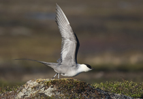 Long-tailed jaeger (Stercorarius longicaudus) displaying, spreading wings about to take off from a mound of tundra vegetation, Varanger plateau, Finnmark, Norway. May.