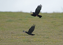 Red-billed choughs (Pyrrhocorax pyrrhocorax) pair in flight, male calling, Bel Mullet, County Mayo, Republic of Ireland. August.