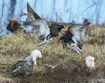 Group of Ruffs (Calidris pugnax) male, fighting at the lek over a female, Pokka, Finland, Lapland. May.