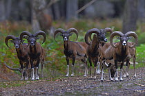 European mouflon (Ovis aries musimon) herd in woodland,  Parc de la Haute Touche, Obterre, Indre, France. September.