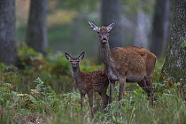 Red deer (Cervus elaphus) female and fawn in woodland, Yonne, Bourgogne-Franche-Comte, France. September.