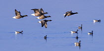Brant geese (Branta bernicla) flock in flight and on water, Brouwersdam, Zeeland, Netherlands, North Sea. February.
