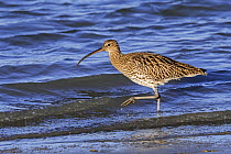 Common curlew (Numenius arquata) foraging in shallow water in saltmarsh along the North Sea coast in early spring, Zeeland, Netherlands. March.