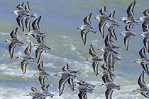Sanderlings (Calidris alba) flock in flight over stormy sea, Zeeland, Netherlands, North Sea. March.