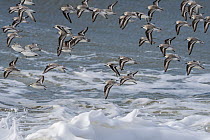 Sanderlings (Calidris alba) flock in flight over stormy sea, Zeeland, Netherlands, North Sea. March.