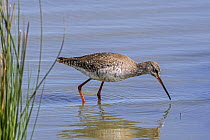 Spotted redshank (Tringa erythropus) foraging for small invertebrates in shallow water along pond shore in wetland, Zeeland, Netherlands. April.