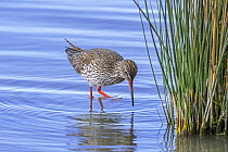 Common redshank (Tringa totanus) in breeding plumage foraging for small invertebrates in shallow water along pond shore in wetland, Zeeland, Netherlands. April.