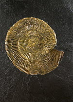 Dactylioceras, widespread genus of ammonites, index fossil from the Lower Jurassic period. May, 2023.