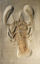 Cyclerion propinquus fossil, extinct genus of decapod crustaceans, epifaunal carnivores which lived during the Jurassic period. May, 2023.