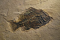 Cockerellites liops / Priscacara liops fossil, extinct temperate bass fish from early Eocene found in the Green River Formation of Wyoming, USA. May, 2023.