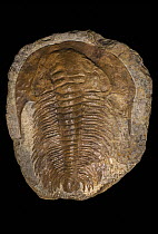 Acadoparadoxides briareus fossil, extinct genus of Redlichiid trilobite belonging to the family Paradoxididae, Middle Cambrian period. May, 2023.