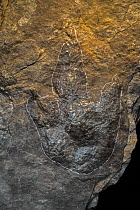 Grallator fossilised foot print, three-toed print made by a bipedal theropod dinosaur, Late Triassic or Early Cretaceous period.