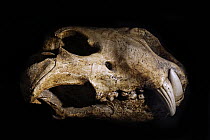 Eurasian cave lion (Panthera spelaea) skull fossil from the Late Pleistocene, Europe. May, 2023.